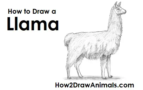 How to Draw a Llama Side View