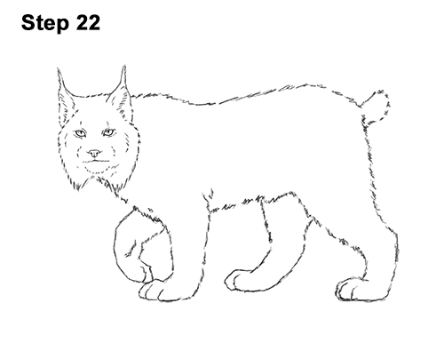 How to Draw a Lynx VIDEO & Step-by-Step Pictures