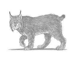 How to Draw a Lynx Bobcat Cat Side