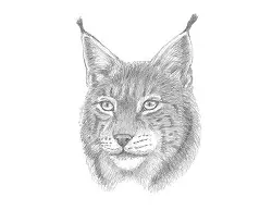 How to Draw a Canadian Lynx Bobcat Wildcat Head Portrait