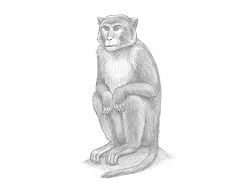 How to Draw a Rhesus Macaque Monkey Sitting