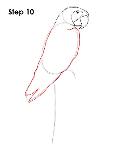Draw Scarlet Macaw 10