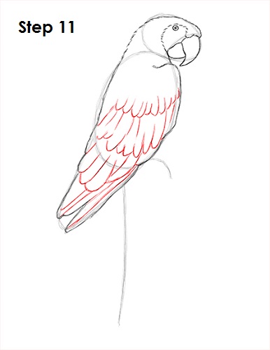 Draw Scarlet Macaw 11