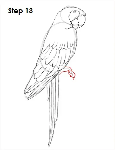 Draw Scarlet Macaw 13