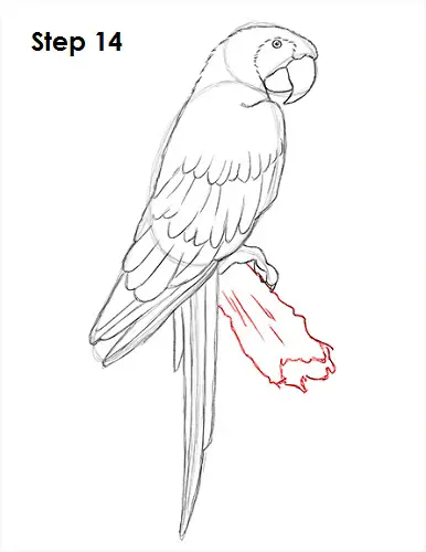 Draw Scarlet Macaw 14