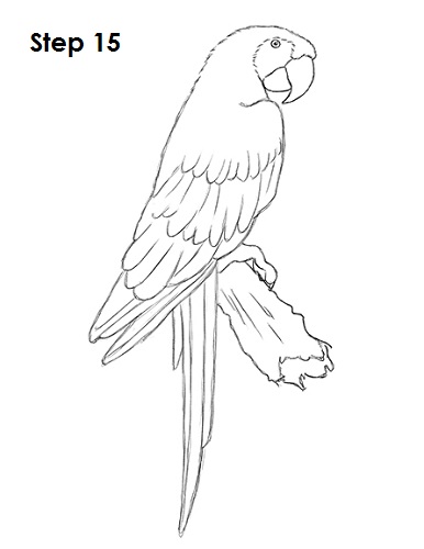 Draw Scarlet Macaw 15