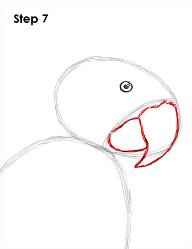 Draw Scarlet Macaw 7