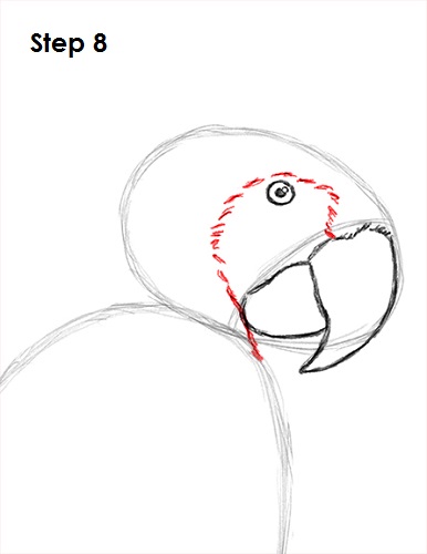 Draw Scarlet Macaw 8