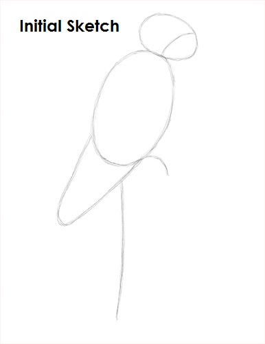 Draw Scarlet Macaw Sketch