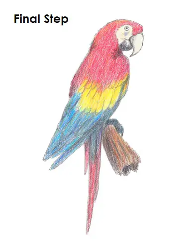 Draw Scarlet Macaw Final