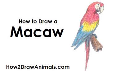 macaw flying drawing