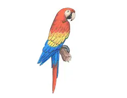 How to Draw a Scarlet Macaw Parrot Bird Color