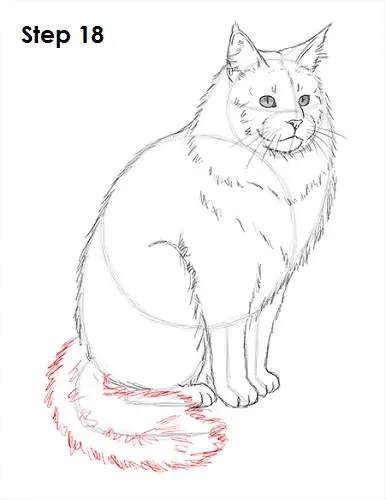 Draw Maine Coon Cat 18
