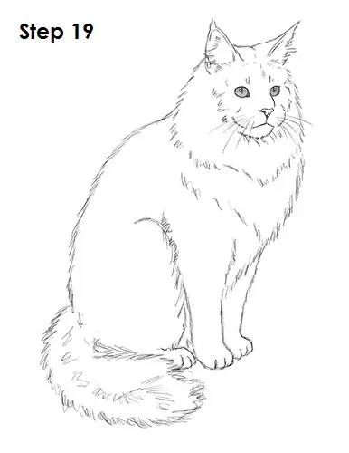 Draw Maine Coon Cat 19