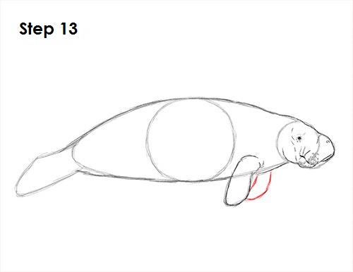 How to Draw a Manatee