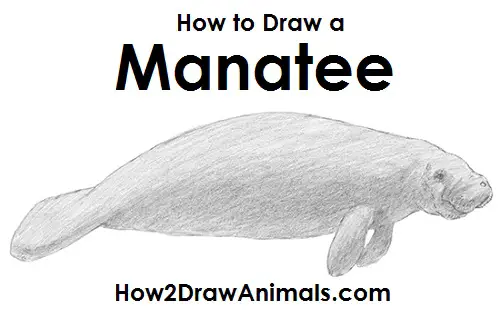 Draw a Manatee