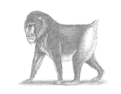 How to Draw a Male Mandrill Baboon Monkey Walking