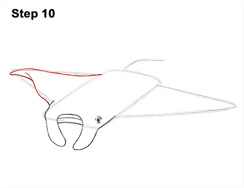 How to Draw Giant Oceanic Manta Ray 10