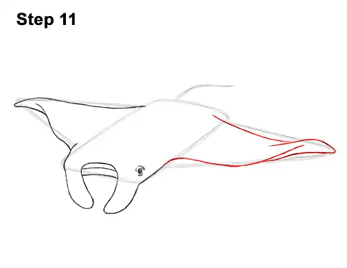 How to Draw Giant Oceanic Manta Ray 11
