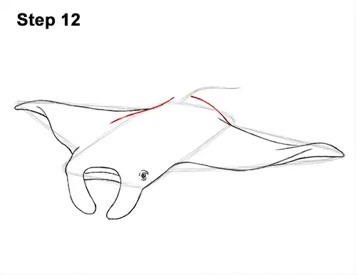How to Draw Giant Oceanic Manta Ray 12