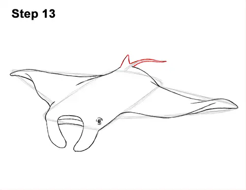 How to Draw Giant Oceanic Manta Ray 13