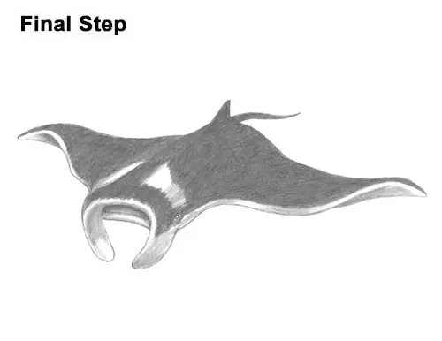 How to Draw Giant Oceanic Manta Ray