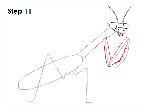 Draw Praying Mantis 11