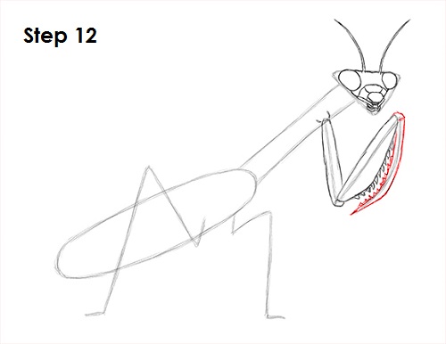 Draw Praying Mantis 12