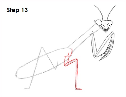 Draw Praying Mantis 13