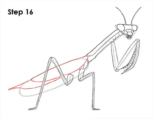 Draw Praying Mantis 16