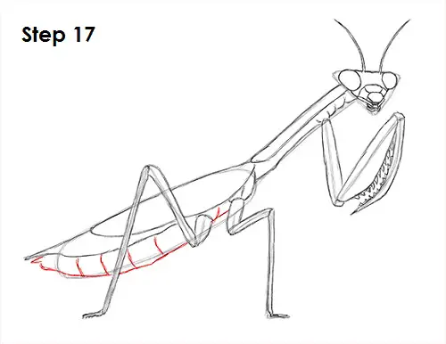 Draw Praying Mantis 17