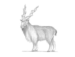 How to Draw a Markhor Bukharan Side View