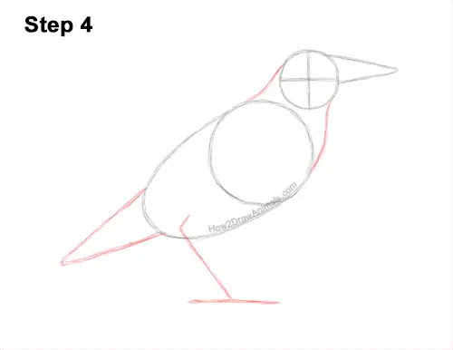How to Draw a Western Meadowlark Bird Color 4