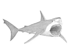 How to Draw a Megalodon Shark Front View