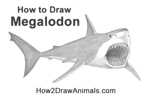 How to Draw a Megalodon Shark Open Mouth