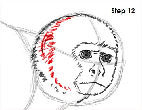 Capuchin Monkey Drawing 12 Draw Capuchin Monkey 12