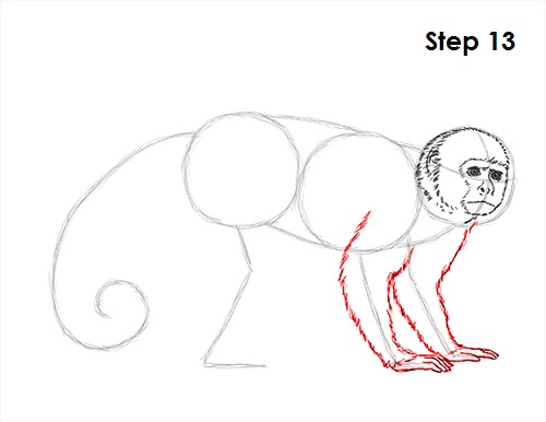 Capuchin Monkey Drawing 13 Draw Capuchin Monkey 13