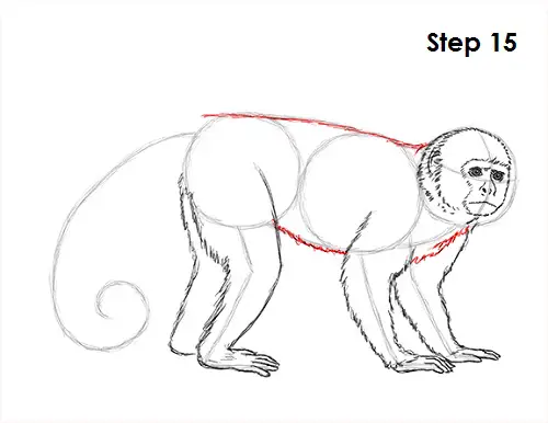Capuchin Monkey Drawing 15 Draw Capuchin Monkey 15