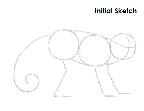 Capuchin Monkey Drawing Sketch Draw Capuchin Monkey Sketch