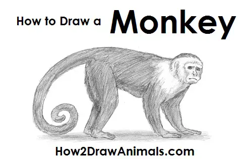 Draw Capuchin Monkey