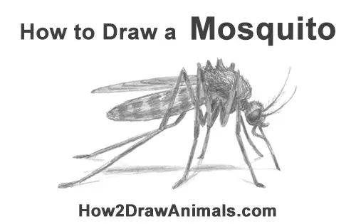 How To Draw A Mosquito Video Step By Step Pictures