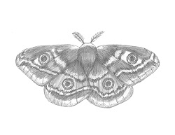How to Draw an Emperor Moth Insect Wings