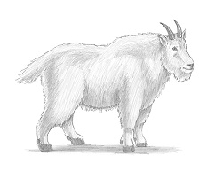 How to Draw a Male Rocky Mountain Goat Side View