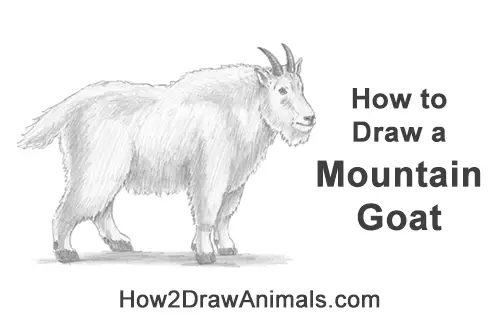 How to Draw a White Rocky Moutain Goat