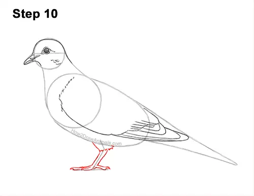 How to Draw a Mourning Dove Bird Pigeon 10