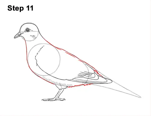 How to Draw a Mourning Dove Bird Pigeon 11