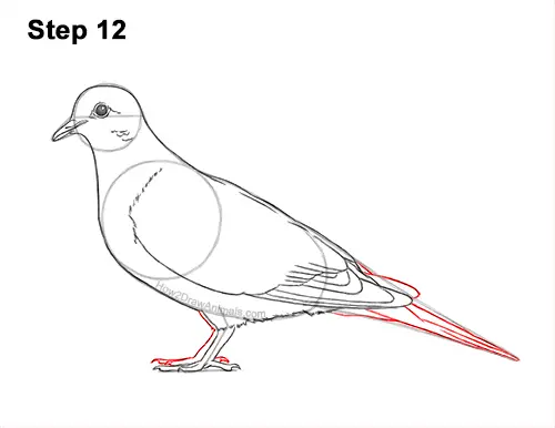 How to Draw a Mourning Dove Bird Pigeon 12