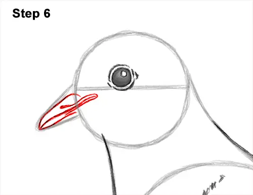 How to Draw a Mourning Dove Bird Pigeon 6
