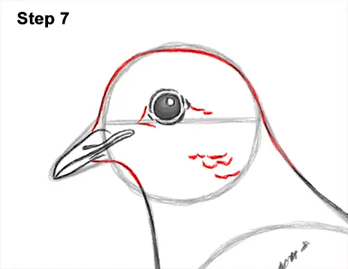 How to Draw a Mourning Dove Bird Pigeon 7