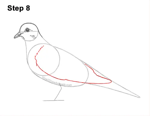 How to Draw a Mourning Dove Bird Pigeon 8